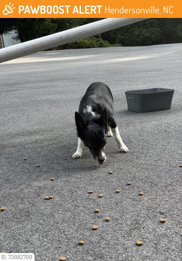 Found/Stray Unknown Dog last seen Jones Gap Baptist Church, Hendersonville, NC 28739