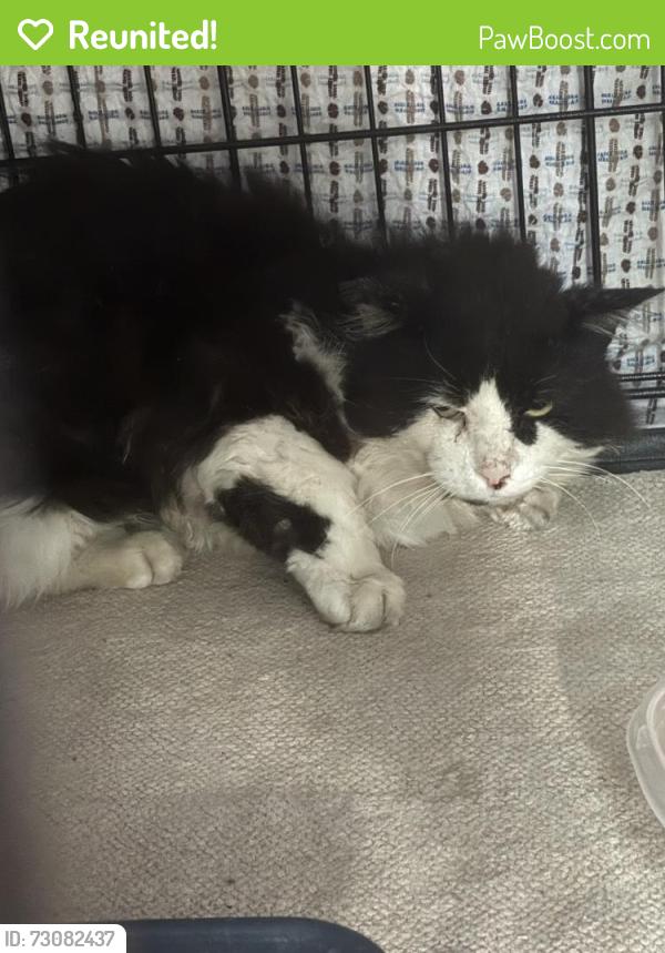 Reunited Male Cat last seen Sherwood Ave and Warden, Toronto, ON M1R