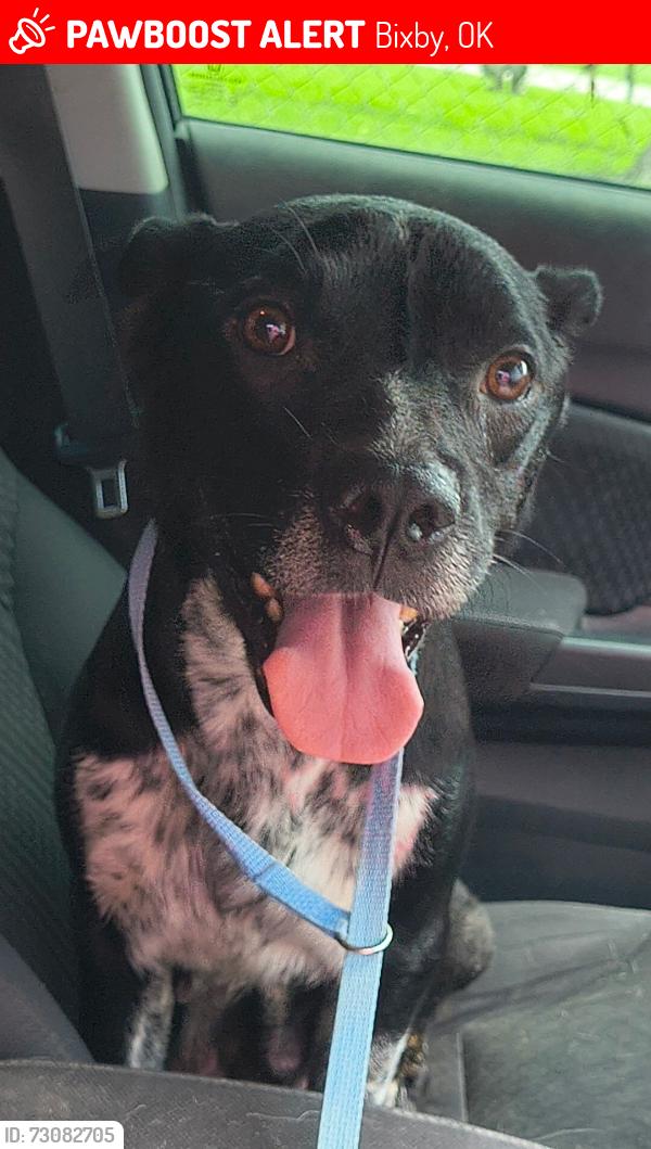 Lost Female Dog last seen 161St Street S. & Peoria, Bixby, OK 74008