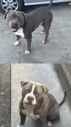 Reunited Male Dog last seen Gorman Ave 103rd, Los Angeles, CA 90059