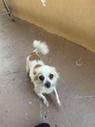 Lost Female Other last seen Near sw 57 ave, Miami, FL 33144