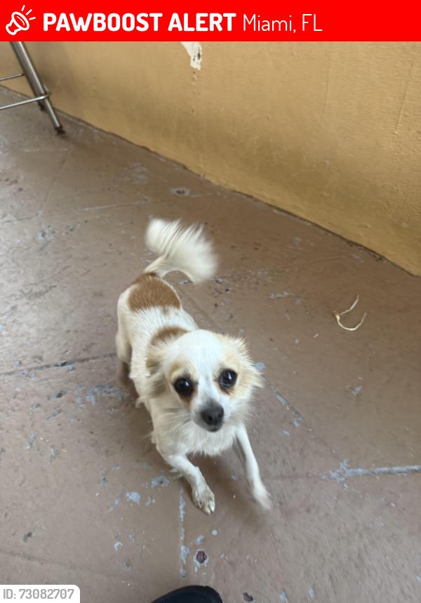Lost Female Other last seen Near sw 57 ave, Miami, FL 33144