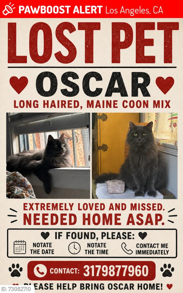 Lost Male Cat last seen Near cabrillo Ave, Venice ca, Los Angeles, CA 90291