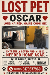 Lost Male Cat last seen Near cabrillo Ave, Venice ca, Los Angeles, CA 90291