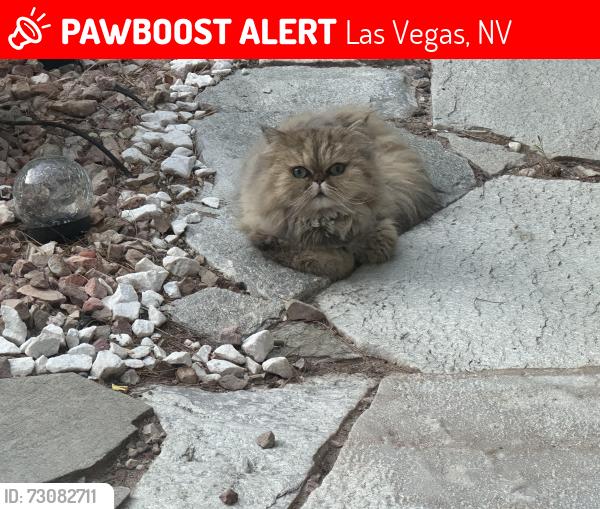 Lost Female Cat last seen Rocky shore drive,south port side,sea view circle.~Lake south fort apache, Las Vegas, NV 89117