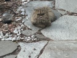 Lost Female Cat last seen Rocky shore drive,south port side,sea view circle.~Lake south fort apache, Las Vegas, NV 89117