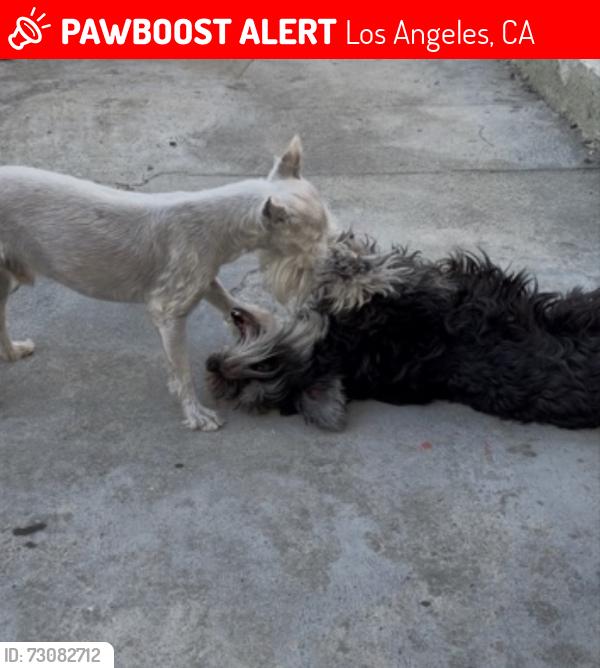 Lost Male Dog last seen Breed st and Inez, Los Angeles, CA 90023