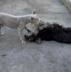 Lost Male Dog last seen Breed st and Inez, Los Angeles, CA 90023