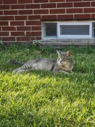 Found/Stray Male Cat last seen Kelly Rd and Masonic, Fraser, MI 48026