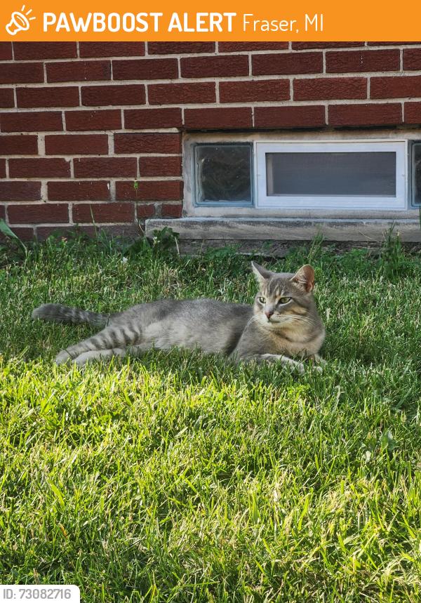 Found/Stray Male Cat last seen Kelly Rd and Masonic, Fraser, MI 48026
