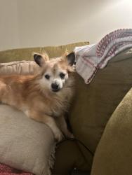 Reunited Male Dog last seen Rainbow Lake Rd, Inman, SC 29349