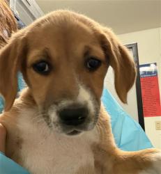 Shelter Stray Female Dog last seen WILSON RD, BAKERSFIELD CA 93307, 3951 Fruitvale Ave, Bakersfield, CA 93308, USA