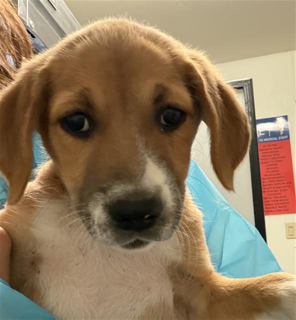 Shelter Stray Female Dog last seen WILSON RD, BAKERSFIELD CA 93307, 3951 Fruitvale Ave, Bakersfield, CA 93308, USA