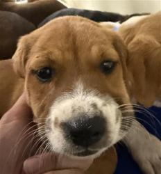 Shelter Stray Female Dog last seen WILSON RD, BAKERSFIELD CA 93307, 3951 Fruitvale Ave, Bakersfield, CA 93308, USA