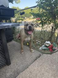 Found/Stray Male Dog last seen Near Azle Ave, Fort Worth, TX 76106, Fort Worth, TX 76106