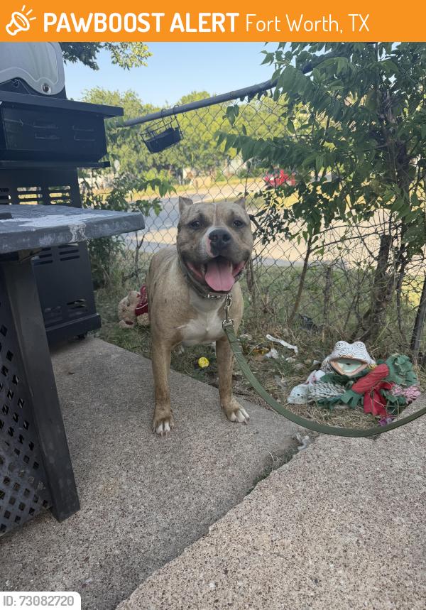 Found/Stray Male Dog last seen Near Azle Ave, Fort Worth, TX 76106, Fort Worth, TX 76106