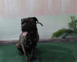Shelter Stray Male Dog last seen , 4275 Elton St, Baldwin Park, CA 91706, USA