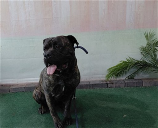 Shelter Stray Male Dog last seen , 4275 Elton St, Baldwin Park, CA 91706, USA