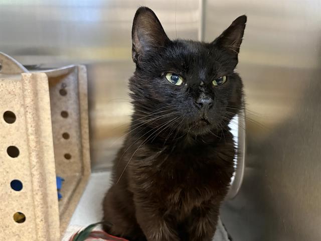 Shelter Stray Male Cat last seen Near BLOCK S 160TH ST, SEATAC WA 98188, 21615 64th Ave S, Kent, WA 98032, USA