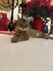 Lost Male Cat last seen Near sycamore heights st, Houston, TX 77065