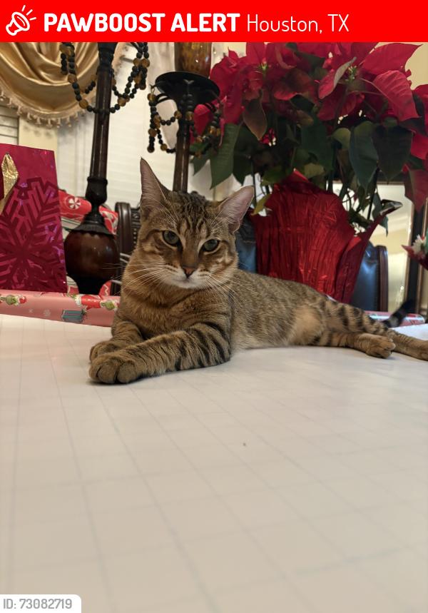 Lost Male Cat last seen Near sycamore heights st, Houston, TX 77065