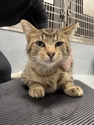Shelter Stray Male Cat last seen Near, 2600 S Harding St, Indianapolis, IN 46221, USA