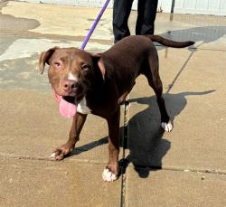 Shelter Stray Male Dog last seen Near BLOCK S. 13TH ST F, 3528 Newburg Rd, Louisville, KY 40218, USA