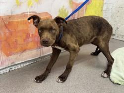 Shelter Stray Female Dog last seen Near BLOCK EMERALD AVE, 333 Chandler Pl, San Bernardino, CA 92408, USA