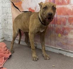 Shelter Stray Female Dog last seen Near BLOCK EMERALD AVE, 333 Chandler Pl, San Bernardino, CA 92408, USA