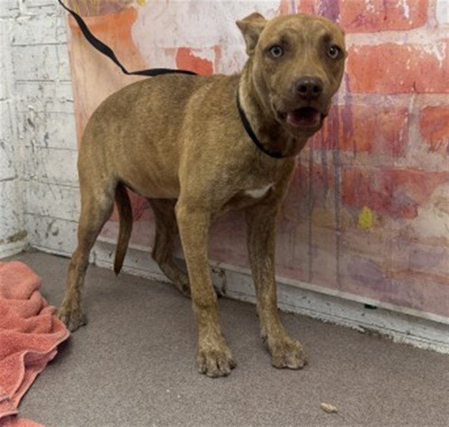 Shelter Stray Female Dog last seen Near BLOCK EMERALD AVE, 333 Chandler Pl, San Bernardino, CA 92408, USA