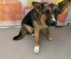 Shelter Stray Female Dog last seen L380 N. LINDEN AVE, 333 Chandler Pl, San Bernardino, CA 92408, USA