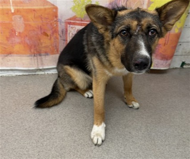 Shelter Stray Female Dog last seen L380 N. LINDEN AVE, 333 Chandler Pl, San Bernardino, CA 92408, USA
