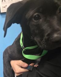 Shelter Stray Male Dog last seen UNKNOWN BAKERSFIELD, 201 S Mt Vernon Ave, Bakersfield, CA 93307, USA