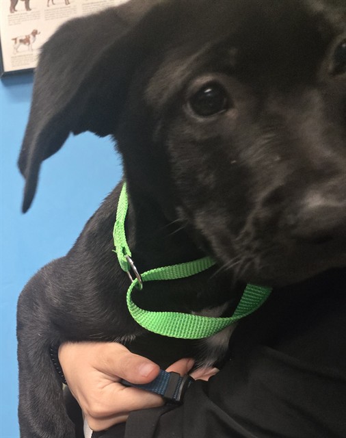 Shelter Stray Male Dog last seen UNKNOWN BAKERSFIELD, 201 S Mt Vernon Ave, Bakersfield, CA 93307, USA