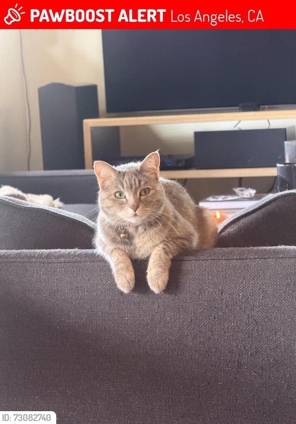 Lost Female Cat last seen Hanley / rochedale lane, Los Angeles, CA 90049