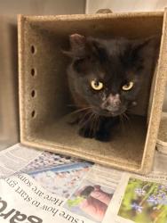 Shelter Stray Female Cat last seen Near BLOCK POLK ST RIVERSIDE 92505, 6851 Van Buren Boulevard, Jurupa Valley, CA 92509, USA