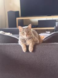 Lost Female Cat last seen Hanley / rochedale lane, Los Angeles, CA 90049
