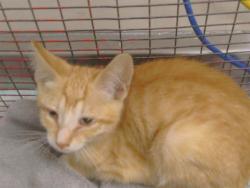 Shelter Stray Male Cat last seen WITTKOP WAY/HESKET WAY, 95825, 3839 Bradshaw Rd, Sacramento, CA 95827, USA