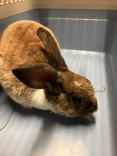 Shelter Stray Male Rabbit last seen Near BLOCK DEAL DR, LONG BEACH CA, 7700 E Spring St, Long Beach, CA 90815, USA