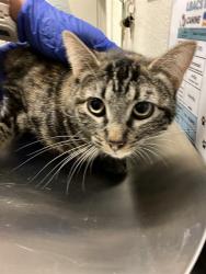 Shelter Stray Female Cat last seen Near BLOCK HARBOR AVE, LONG BEACH CA, 7700 E Spring St, Long Beach, CA 90815, USA