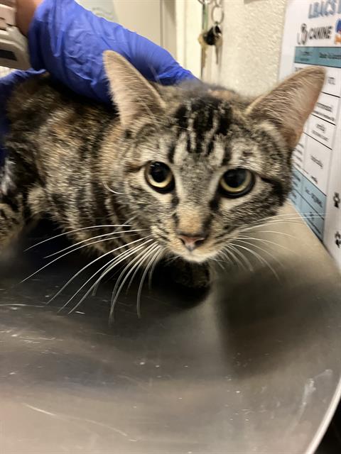 Shelter Stray Female Cat last seen Near BLOCK HARBOR AVE, LONG BEACH CA, 7700 E Spring St, Long Beach, CA 90815, USA