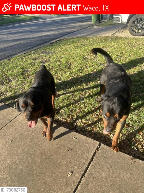 Lost Male Dog last seen South 11th street, Waco, TX 76798