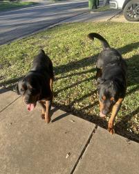 Lost Male Dog last seen South 11th street, Waco, TX 76798