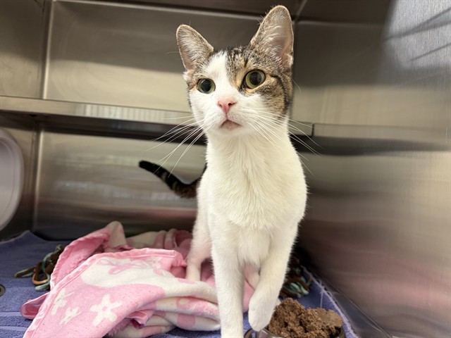 Shelter Stray Female Cat last seen , 11232 B Ave, Auburn, CA 95603, USA
