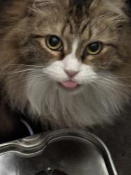 Lost Female Cat last seen Alcorn ave, Dallas, TX 75217