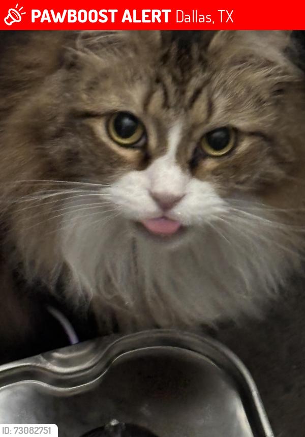 Lost Female Cat last seen Alcorn ave, Dallas, TX 75217