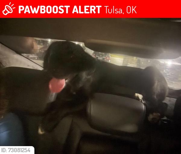 Lost Female Dog last seen Last seen @ 5828 W Skelly Drive, Tulsa, Tulsa, OK 74107