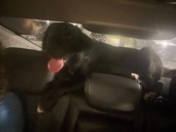 Lost Female Dog last seen Last seen @ 5828 W Skelly Drive, Tulsa, Tulsa, OK 74107
