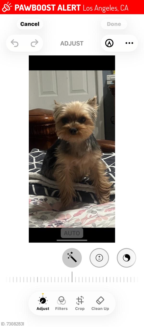 Lost Female Dog last seen 3rd street in front Of Belvedere park 3 rd la verne, Los Angeles, CA 90022