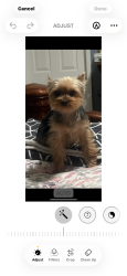 Lost Female Dog last seen 3rd street in front Of Belvedere park 3 rd la verne, Los Angeles, CA 90022